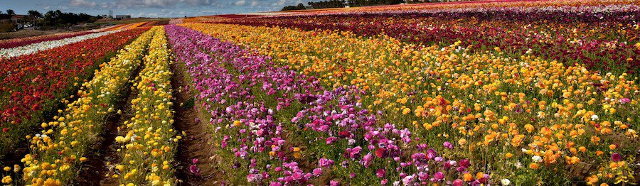 Flower Fields at Carlsbad