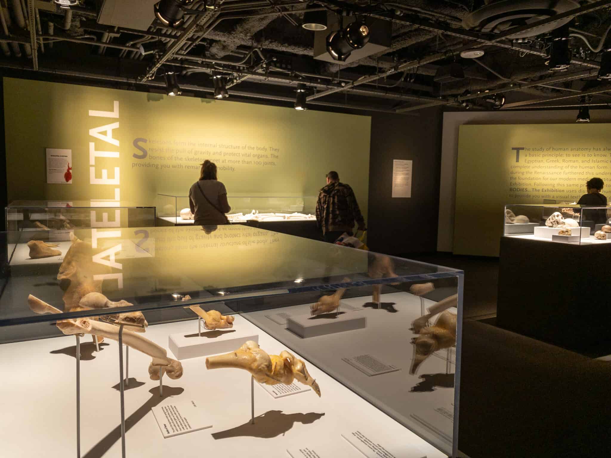Why Did The Bodies Exhibit In Atlanta Close Today Bodies...The Exhibition at the Luxor - Tourist Pass