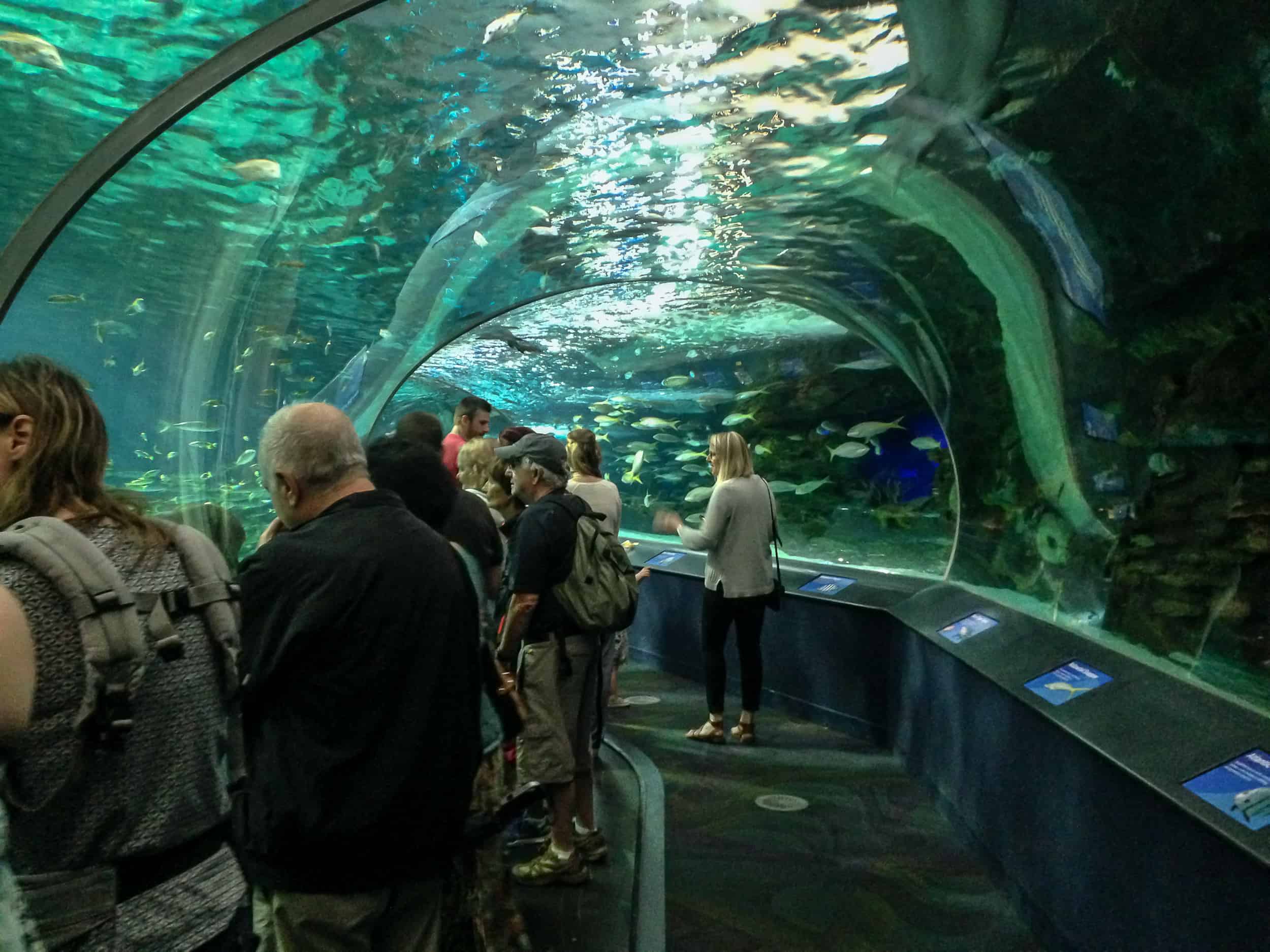 Ripleys Aquarium - Ripleys Aquarium IMG 2897 1