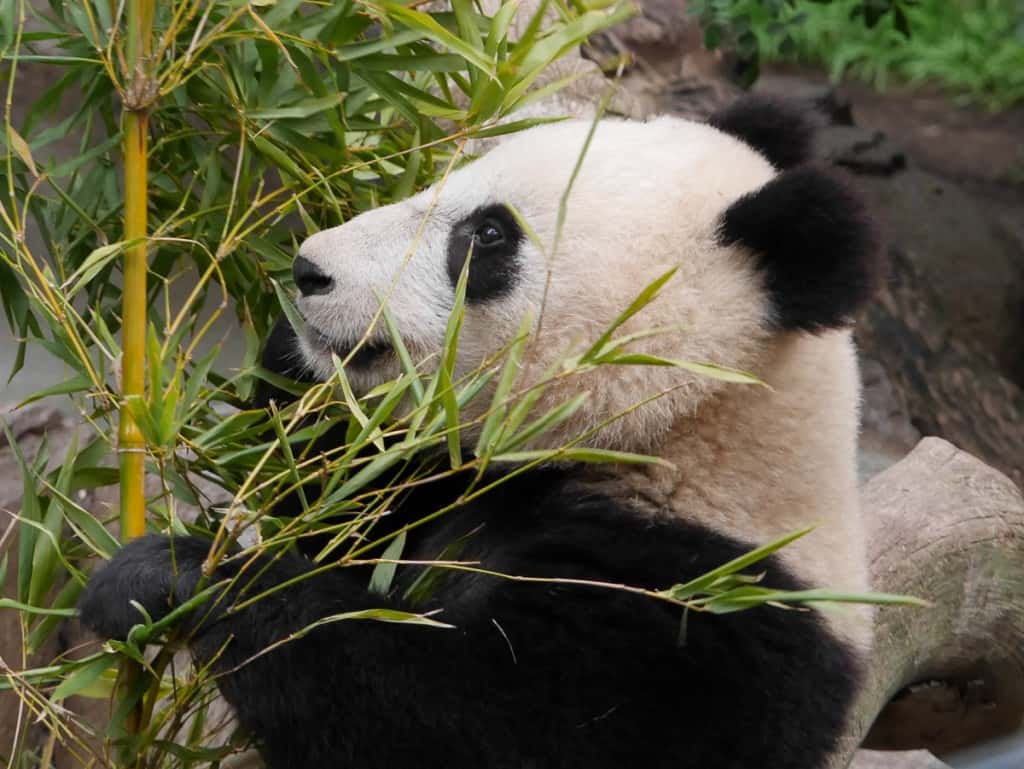 San Diego Zoo Panda